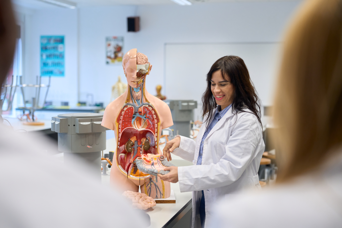 Anatomie : tout ce que vous devez savoir sur les parties du corps commençant par v