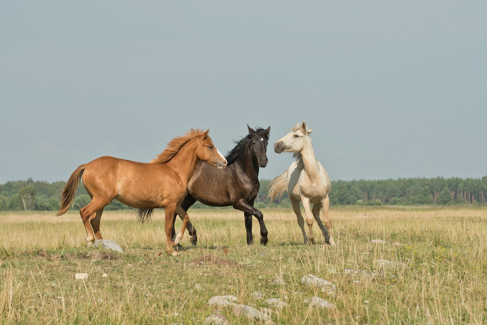 Comment choisir le bon produit de CBD pour cheval adapté à votre animal